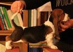 Bellissima Cucciola di Bassethound - Foto n. 1