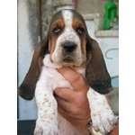 Bellissima Cucciola di Bassethound - Foto n. 2