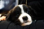 Bellissimo Cucciolo Maschio di Border Collie - Foto n. 1