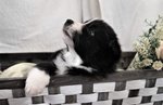 Bellissimo Cucciolo Maschio di Border Collie - Foto n. 2