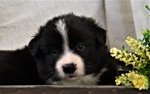 Bellissimo Cucciolo Maschio di Border Collie - Foto n. 3