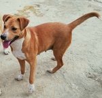 Virgola. una Pitbull Luminosa come il Sole. Raggiante!! - Foto n. 2