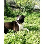 Lara. una Pitbull di una Bellezza Unica - Foto n. 4