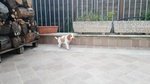 Cuccioli Bracco Italiano alta Genealogia - Foto n. 5