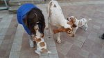 Cuccioli Bracco Italiano alta Genealogia - Foto n. 10