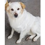 Sirio,la Dolcezza allo Stato Puro.adottabile in Tutta Italia!