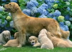 Cuccioli Golden Retriever