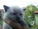 Cuccioli Razza thai blue Point Siamese Traditional - Foto n. 2