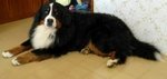 🐶 Bovaro del Bernese maschio di 8 anni e 11 mesi in accoppiamento a Magliano Alpi (CN) e in tutta Italia da privato