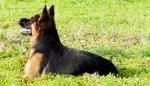 🐶 Pastore Tedesco femmina di 7 anni e 9 mesi in accoppiamento a Magliano Alpi (CN) e in tutta Italia da privato