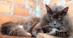 🐱 Maine Coon maschio di 8 anni in accoppiamento a Magliano Alpi (CN) e in tutta Italia da privato