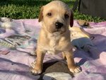 Regalo Cagnolini