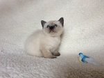 Cuccioli di Siamese - Foto n. 1