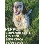 Pippo, meraviglioso setter, cerca casa