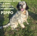 Pippo, Meraviglioso Setter, Cerca Casa - Foto n. 2