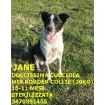 Jane, Dolcissima Cucciolona mix Border Collie