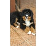 CUCCIOLE DI BOVARO DEL BERNESE