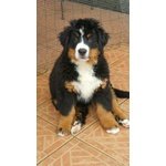 Cucciole di Bovaro del Bernese - Foto n. 2