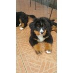 Cucciole di Bovaro del Bernese - Foto n. 3