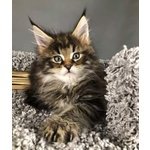 🐱 Maine Coon maschio di 5 anni e 6 mesi in vendita a Arezzo (AR) e in tutta Italia da privato