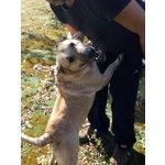 🐶 Bull Terrier femmina in adozione a Bari (BA) e in tutta Italia da associazione animali