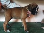 Bellissime Cucciolotte Boxer - Foto n. 2