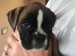 Bellissime Cucciolotte Boxer