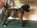 Bellissime Cucciolotte Boxer - Foto n. 5