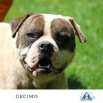 Decimo Bellissimo Americanbulldog Abbandonato con una Grave Infezione Cutanea (rogna Demodettica), O