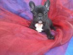 Bouledogue Francese Cuccioli