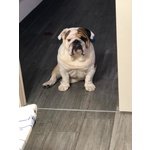 Bulldog Inglese Stallone Disponibile per Monta