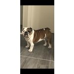 Bulldog Inglese Stallone Disponibile per Monta - Foto n. 3