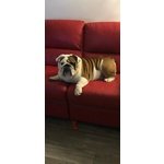Bulldog Inglese Stallone Disponibile per Monta - Foto n. 4