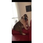 Bulldog Inglese Stallone Disponibile per Monta - Foto n. 5