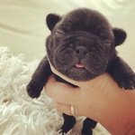 Cuccioli di Bouledogue Francese