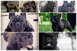 Cuccioli di Bouledogue Francese - Foto n. 3