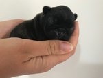 Cuccioli di Bouledogue Francese - Foto n. 4