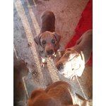 Ultimi Bellissimi Cuccioli di Weimaraner - Foto n. 2