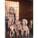 Ultimi Bellissimi Cuccioli di Weimaraner - Foto n. 3