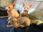 3 Cuccioli Maschi di Canadian Sphynx - Foto n. 1