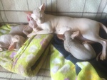 3 Cuccioli Maschi di Canadian Sphynx - Foto n. 3