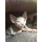 3 Cuccioli Maschi di Canadian Sphynx - Foto n. 7