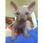 3 Cuccioli Maschi di Canadian Sphynx - Foto n. 10