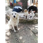 Quattro Cuccioli in Cerca di Casa - Foto n. 5