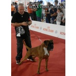 Boxer Cuccioli Vendo-Allevamento Boxer Della Valle dei Sensi -vendo Boxer a Padova Treviso-Boxer Ven - Foto n. 17