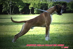 Boxer Cuccioli Vendo-Allevamento Boxer Della Valle dei Sensi -vendo Boxer a Padova Treviso-Boxer Ven - Foto n. 16