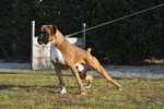 Boxer Cuccioli Vendo-Allevamento Boxer Della Valle dei Sensi -vendo Boxer a Padova Treviso-Boxer Ven - Foto n. 9