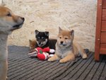 Cuccioli Shiba Inu