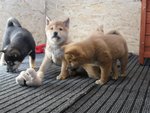 Cuccioli Shiba Inu - Foto n. 2