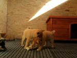 Cuccioli Shiba Inu - Foto n. 3